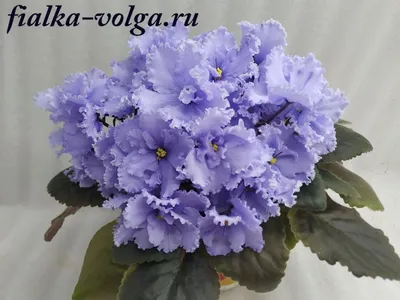 РМ-Таня - Фиалки на Алтае