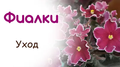 Фиалки / НЕА - Фиалка СК-Вьюнок #астраханские_фиалки_неа... | Facebook
