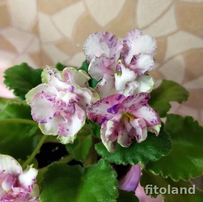 Фиалки - ЛЕ-Тристан (Е. Лебецкая) Первый цветок летнего... | Facebook