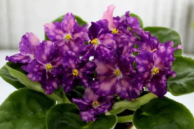 Фиалка | African violets plants, Violet plant, African violets