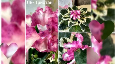 ЛЕ-Тристан (Е.Лебецкая) • Фиалочный Островок. Форум цветоводов и фиалководов