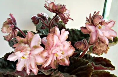 Repost african.violet.sell ЛЕ-Астрея LE-Astreja #بنفشه_آفریقایی  #بنفشه_آفريقايي #africanviolets #фиалка #fialki … | African violets,  Instagram posts, French lilac