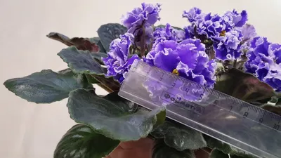 Stunning Double Purple African Violet