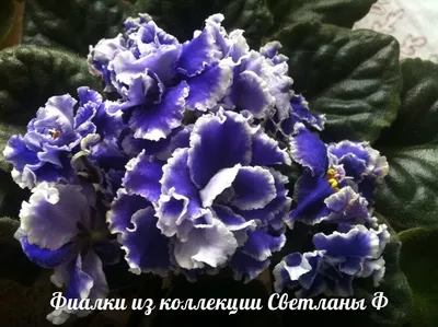 Цветущая фиалка Виконт – купить в Тамбове, цена 250 руб., продано 4 августа  2018 – Растения и семена