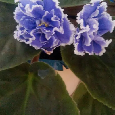 Голубые Фиалки - Безумно красиво, когда они цветут | Домашний УЮТ | Дзен
