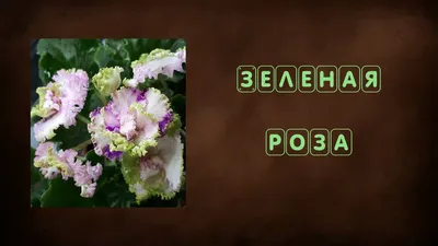 Зеленоцветковые фиалки в моей коллекции | Блог магазина