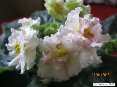 AA116AAAC12B4127BEBEC0E00F3E42F5.800x800w.jpeg?027873fbf96e556565ab76e3bb90e31b