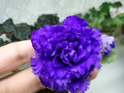 Virtual Violet :: Просмотр темы - ЛЕ-Парнасская Роза (Е.Лебецкая)
