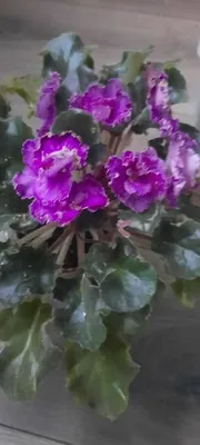 Sunkissed Rose, LLG/D.Herringshaw | Fialki.ru