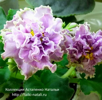 Фиалка зеленая роза - фото и картинки: 67 штук