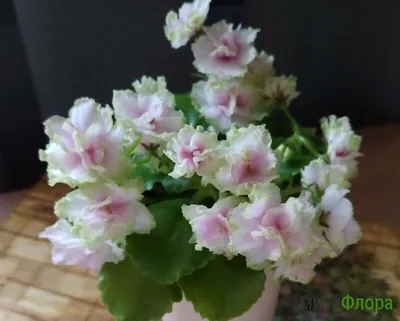 Rob's Antique Rose (R. Robinson) - Зарубежная селекция - Каталог фиалок -  Фиалки. г.Даугавпилс