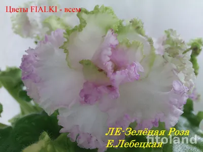Фиалка ЛЕ-Зеленая Роза