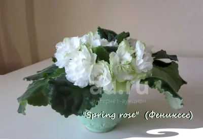 Фиалка Sunkissed Rose купить в Иркутске с отправкой по России