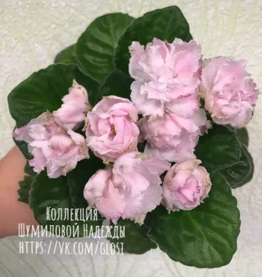 https://treepics.ru/20045-fialki-zelenye-sorta