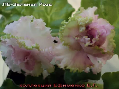 ЛЕ-Зелёная Роза - Сайт senpol!