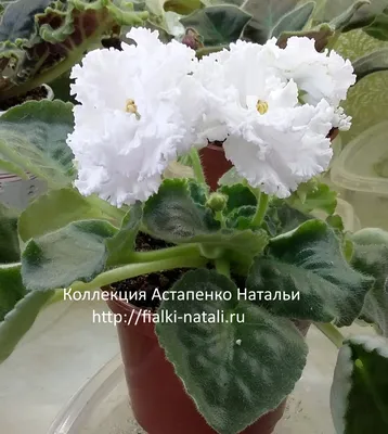 Фиалка Sunkissed Rose купить. | Сенполия, Фиалки, Комнатные цветы