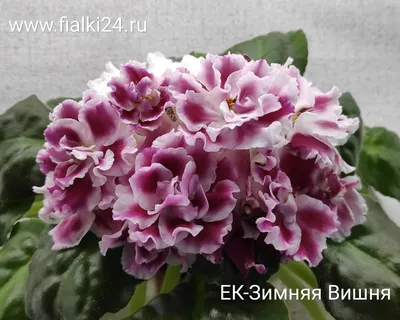 Купить Фиалка 12*15 химера зеленая оптом | Paeonia
