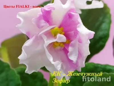 Фиалка ЕК-Жемчужный Зефир