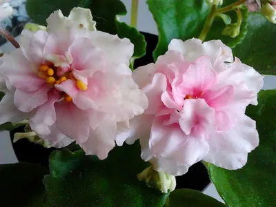 Фото сортовых фиалок. Лучшие розовые фиалки. | Фиалкомир - цветущий сад |  Дзен