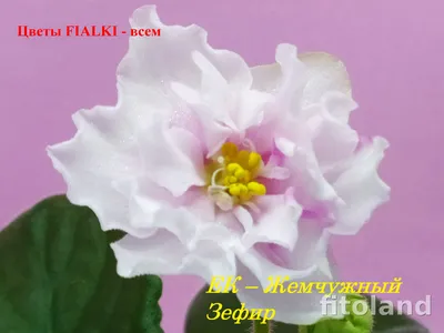 Фиалка ЕК-Жемчужный Зефир