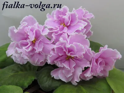 Главная | Стандарты (Отечественные) | Коршунова | Сайт Светланы Самохиной:  фиалки, стрептокарпусы, эписции