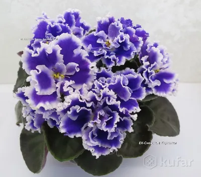 СЕЛЕКЦИЯ КОРШУНОВОЙ (А-Л)