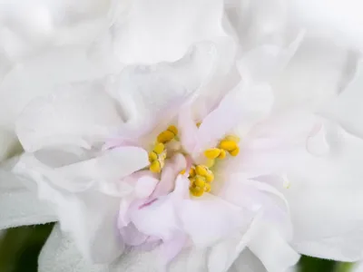 Фиалка ЕК-Жемчужный Зефир купить - описание, фото сорта