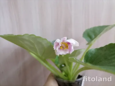 Сортовые фиалки купить на Зозу.ру