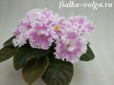 Фиалка рм фруктовый зефир - 77 фото