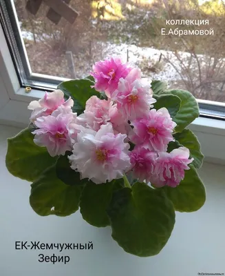 Тюменская фиалка - стр.3