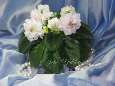 Фиалка яблочный зефир (много фото) - treepics.ru