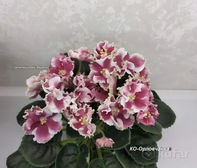 Фиалка зефир - 67 фото