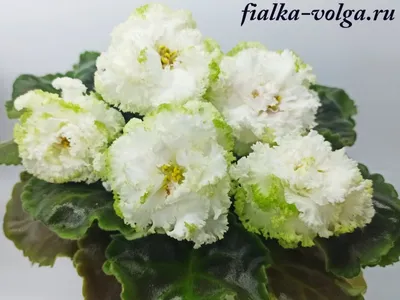 Фиалка (белая, махровая) – купить в Воронеже, цена 150 руб., продано 23  августа 2018 – Растения и семена
