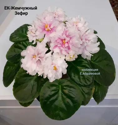 Тюменская фиалка - стр.3