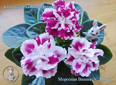 Фіалка (сенполія) ЗИВАЙ (К.Морев) (ID#602565930), цена: 50 ₴, купить на  Prom.ua