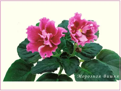 Фіалка (сенполія) Морозная Вишня (К.Морев) (ID#577039289), цена: 50 ₴,  купить на Prom.ua