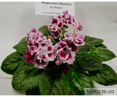 Центр Фиалки - Фиалка Морозная Вишня (К. Морев).  #VDNH#flowers#ВДНХ#цветы#ЦентрФиалки#CentrFialki#violet#senpolia #фиалки # фиалка  #узамбарскаяфиалка#стрептокарпус#streptocarpus#сортовыефиалки#орхидея#orchid#хойя#hoya#фуксия#fuchsia#пеларгония#герань  ...