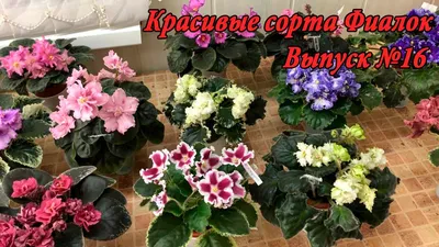 Домашняя коллекция сортовых фиалок