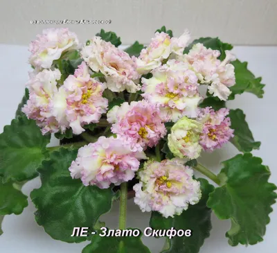 Центр Фиалки - Фиалка ЛЕ-Злато Скифов спорт (Е. Лебецкая).  #VDNH#flowers#ВДНХ#цветы#ЦентрФиалки#CentrFialki#violet#senpolia #фиалки # фиалка  #узамбарскаяфиалка#стрептокарпус#streptocarpus#сортовыефиалки#орхидея#orchid#хойя#hoya#фуксия#fuchsia#пеларгония  ...