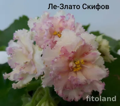 Центр Фиалки - Фиалка ЛЕ-Злато Скифов (Е. Лебецкая).  #VDNH#flowers#ВДНХ#цветы#ЦентрФиалки#CentrFialki#violet#senpolia#фиалки#стрептокарпус#streptocarpus#сортовыефиалки#орхидея#orchid#люблюфиалки#люблюцветы#люблютебя#хобби#hobby  ...