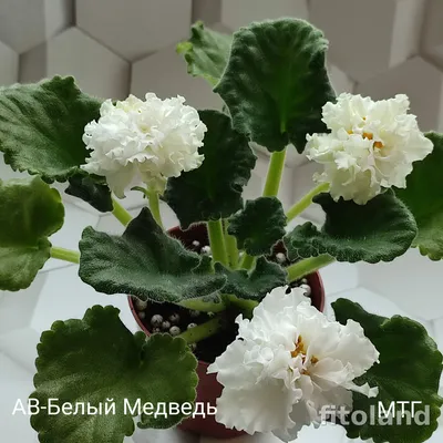 Фиалка АВ-Белый Медведь (759-6)