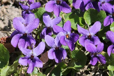 Фиалка душистая (Viola odorata) | BOTSAD.BY