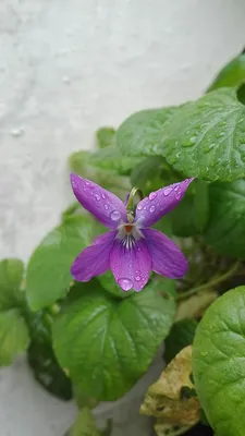 Фиалка Рейхенбаха (Viola reichenbachiana) - PictureThis