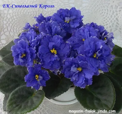 Одноклассники | Сенполия, Фиалки, Синие цветы