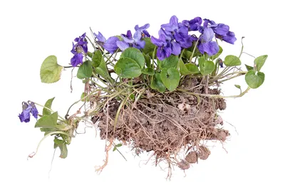 Фиалка душистая (Viola odorata) | BOTSAD.BY