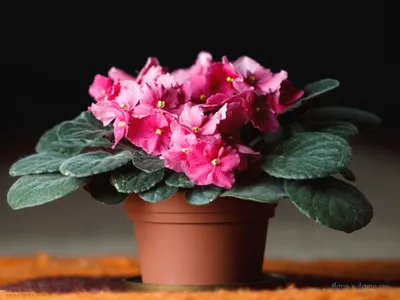 Фиалки. Особенности ухода. Болезни и вредители | Блог GreenMarket