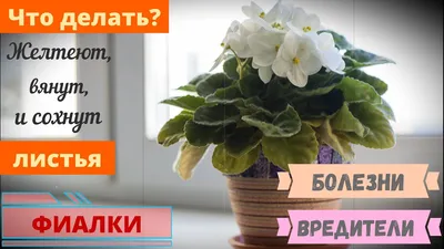 Вредители и болезни домашней фиалки сенполии | floravdome.ru