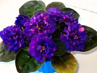 Фиалка трёхцветная (Viola tricolor) - PictureThis