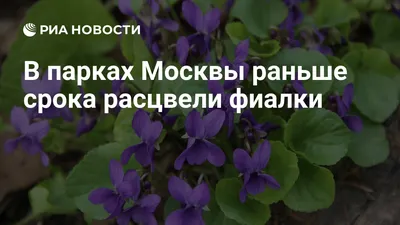 Фиалка белая садовая | отзывы