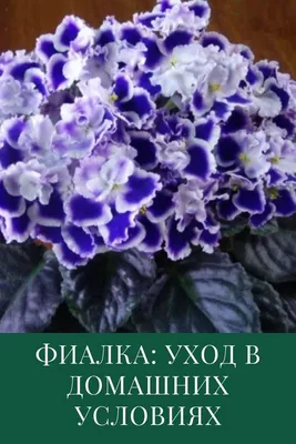 Хочется, чтобы дома всегда была красота». Бобруйчанка – о своей коллекции  из более чем сотни сортов фиалок | bobruisk.ru